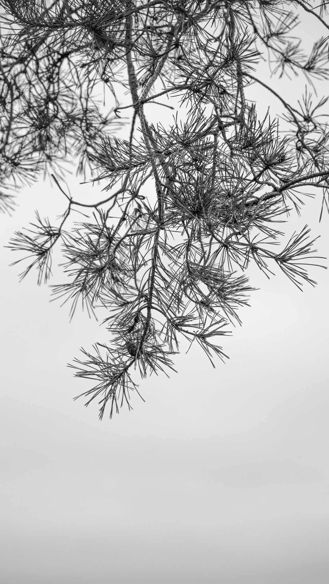 Zen 5