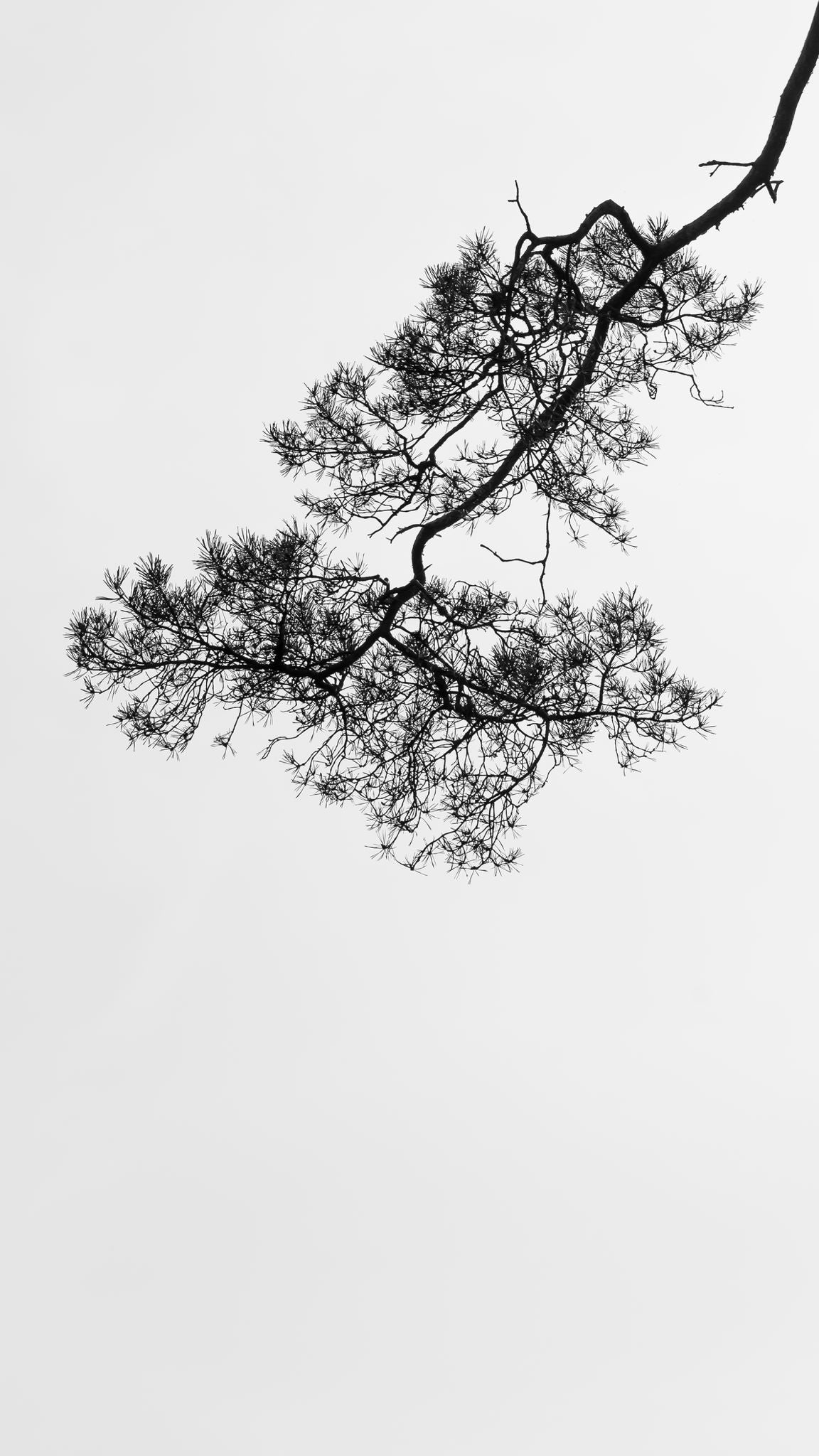 Zen 7