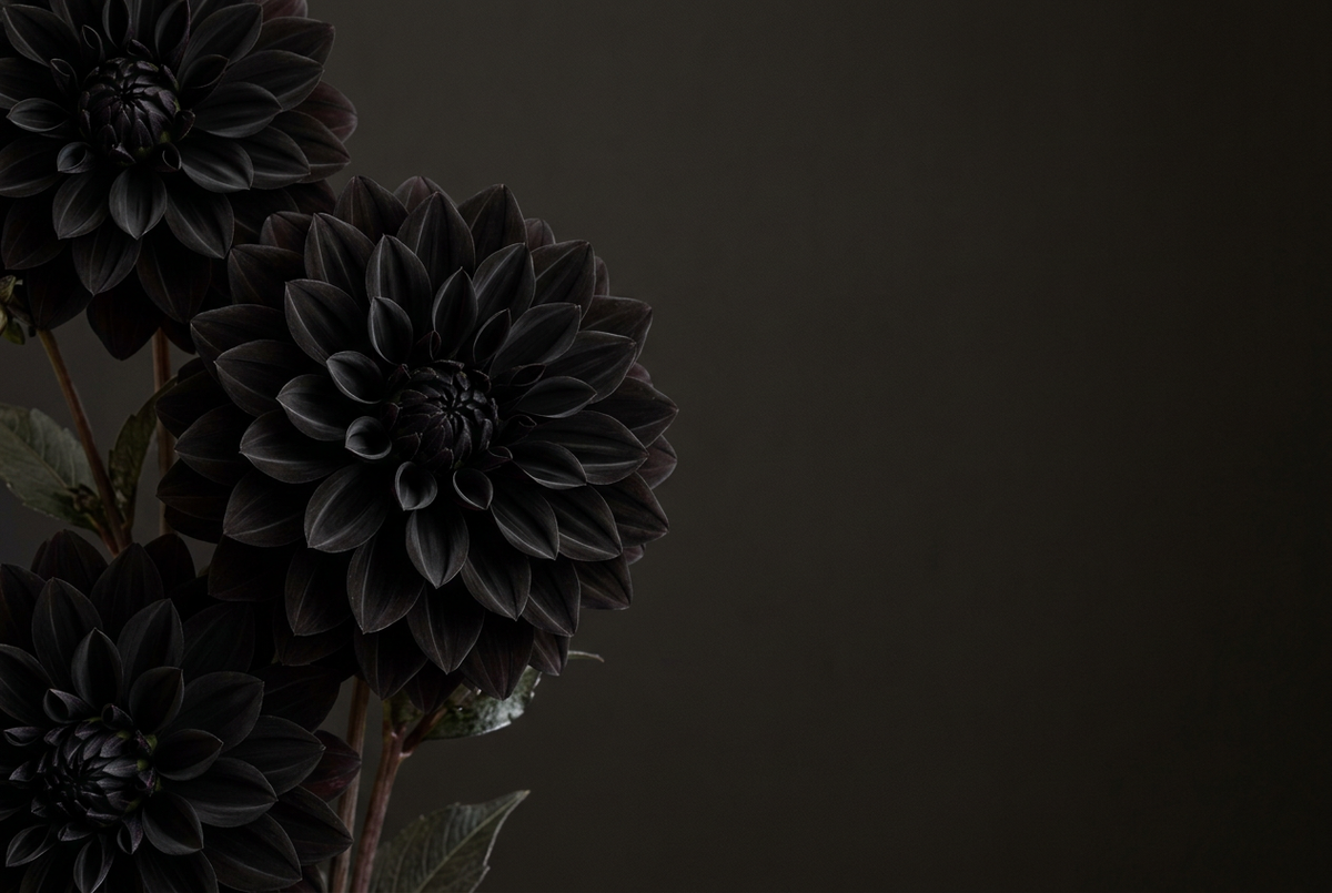 Dark-Harvest-Motiv mit schwarzen Dahlien und dunkler Freifläche rechts